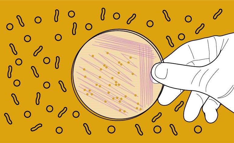 A extensão C-terminal de VgrG4 de Klebsiella pneumoniae remodela microfilamentos de células hospedeiras