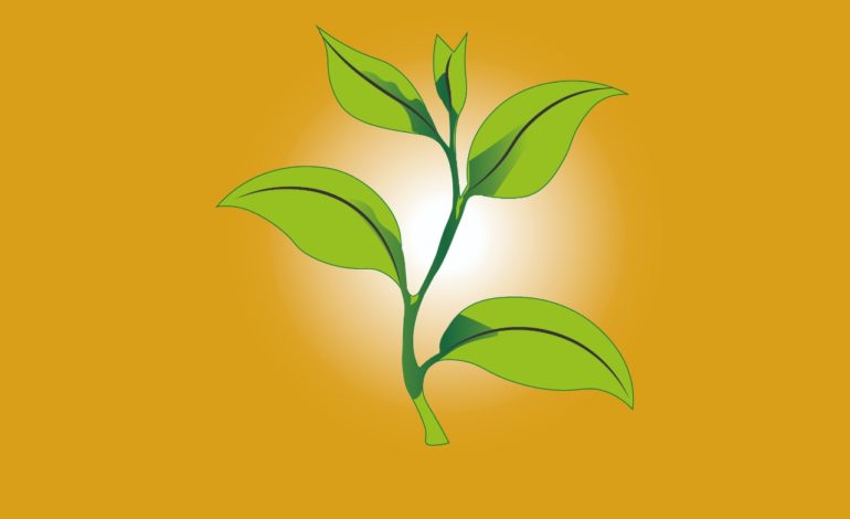 Estrutura de galhas foliares em Clusia fluminensis Planch. & Triana (Clusiaceae): desenvolvimento sexuado em uma planta hospedeira dióica